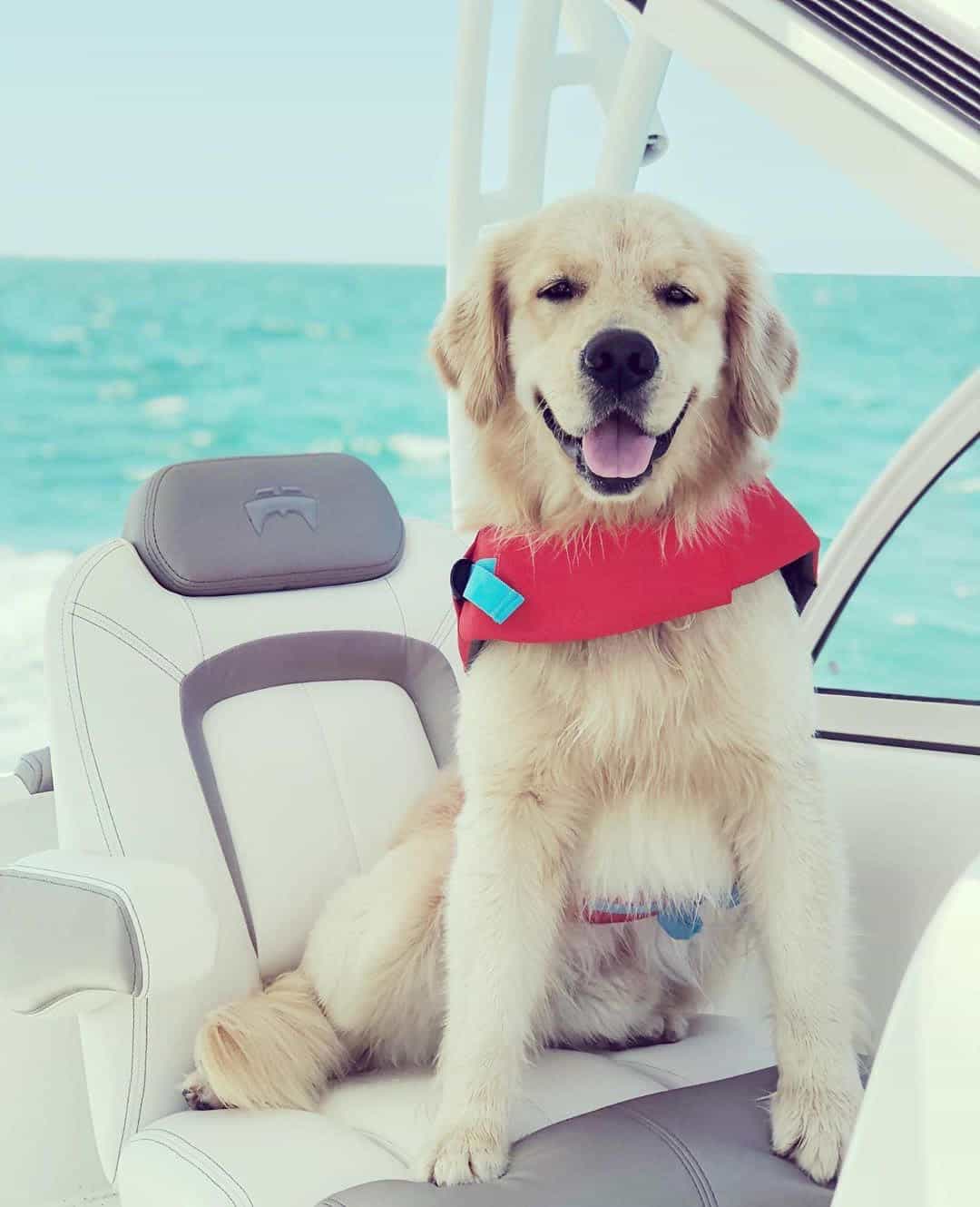 Dog On A Boat